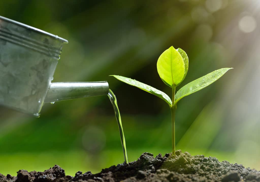 small plant being waters by watering can